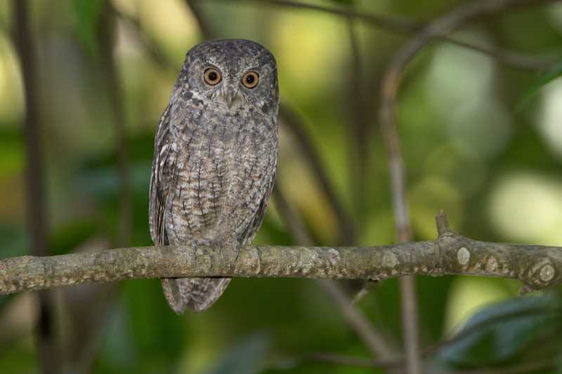 Image of a Sangihe Scops Owl in its natural habitat