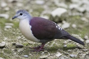Image of a Santa Cruz Ground Dove in its natural habitat