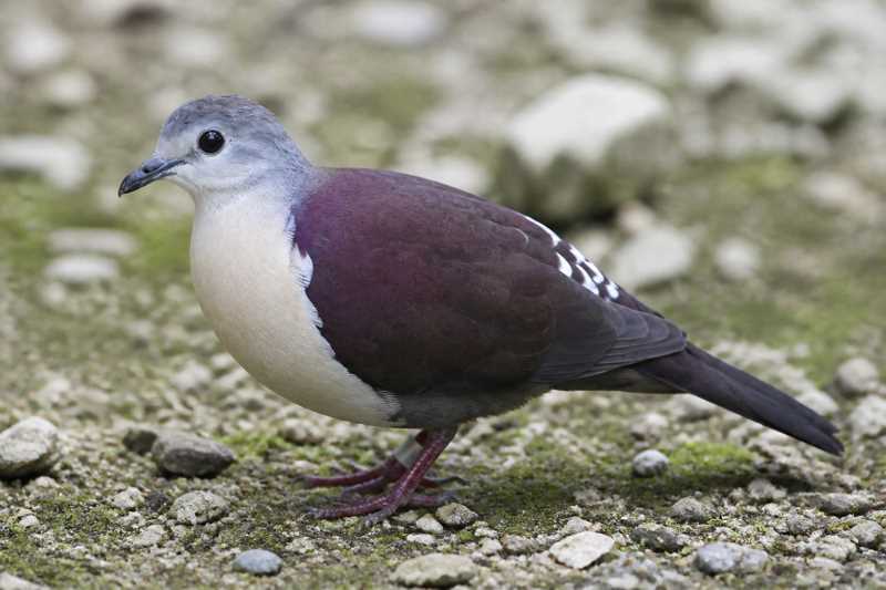 Image of a Santa Cruz Ground Dove in its natural habitat