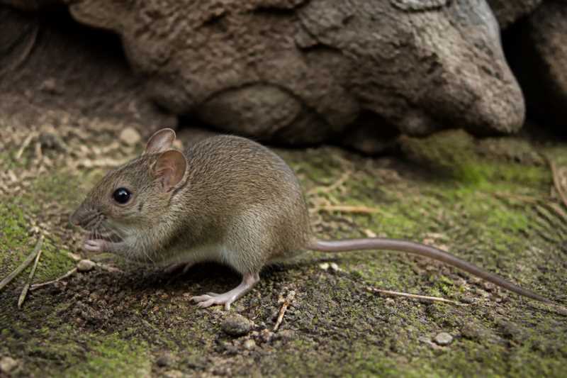 Image of a Santiago Galapagos Mouse in its natural habitat