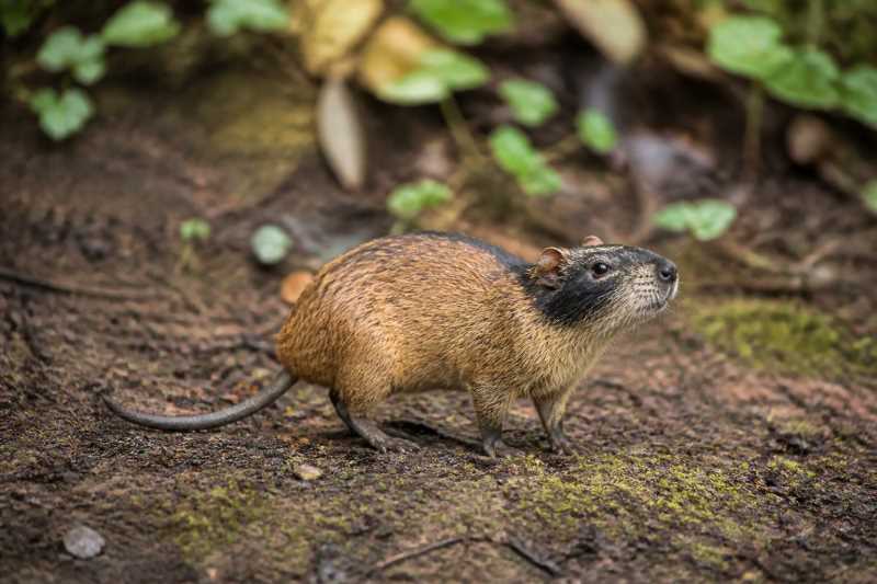 Image of a Sao Lourenço Punare in its natural habitat