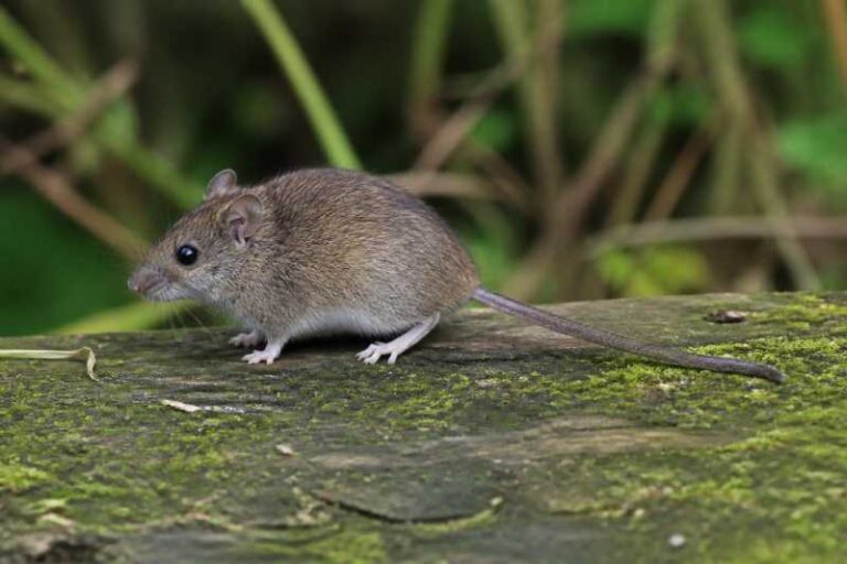 Image of a Sao Paulo Grass Mouse in its natural habitat