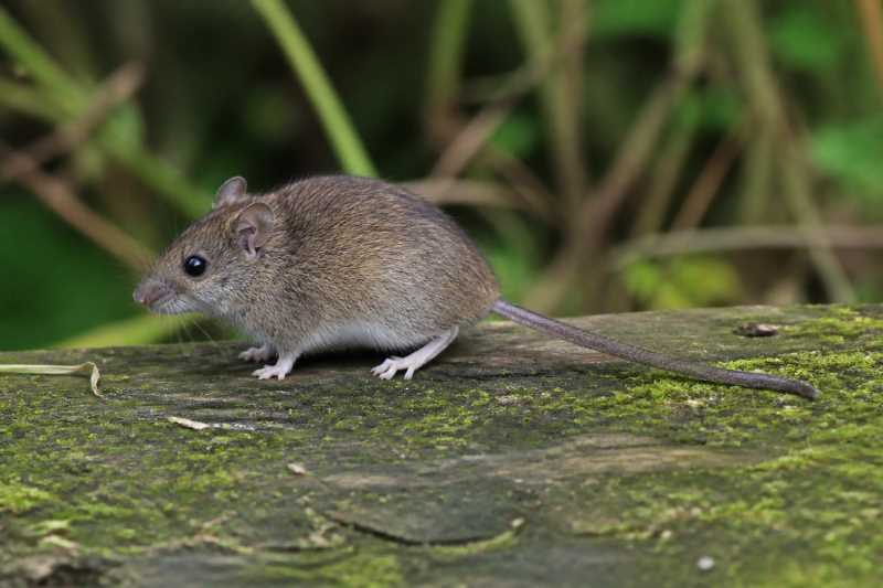 Image of a Sao Paulo Grass Mouse in its natural habitat
