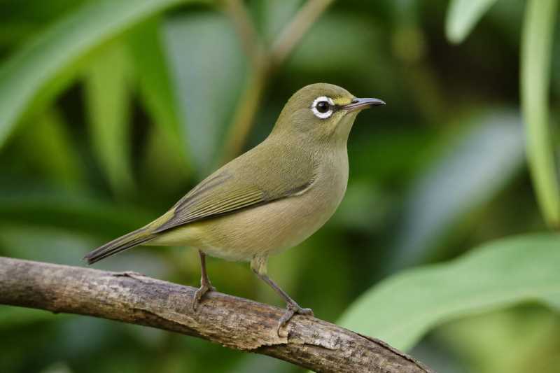 Image of a Sao Tome White-eye in its natural habitat