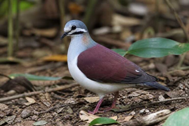 Image of a Sapphire Quail-Dove in its natural habitat