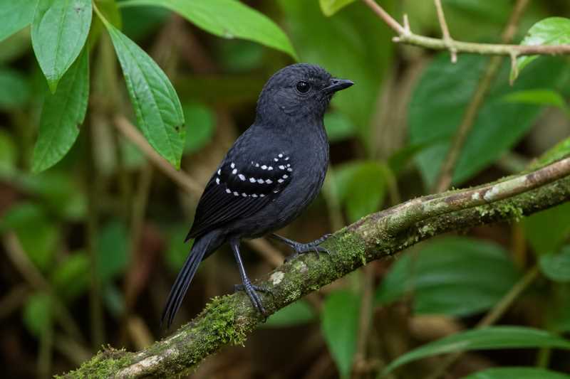 Image of a Saturnine Antshrike in its natural habitat