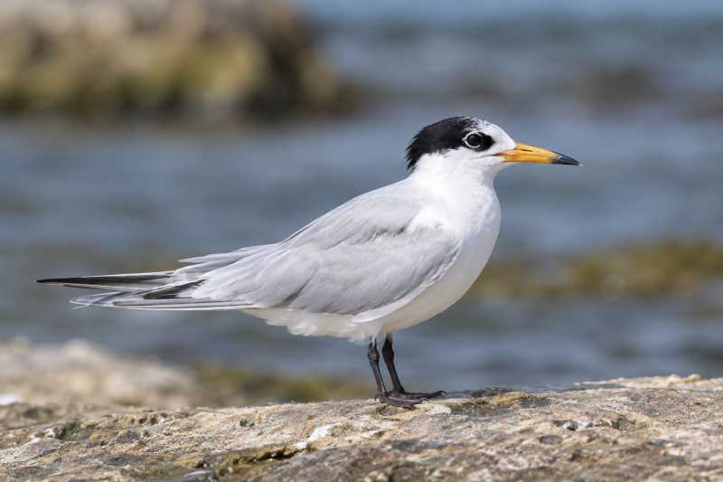 Image of a Saunders's Tern in its natural habitat