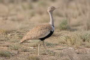 Image of a Savile's Bustard in its natural habitat
