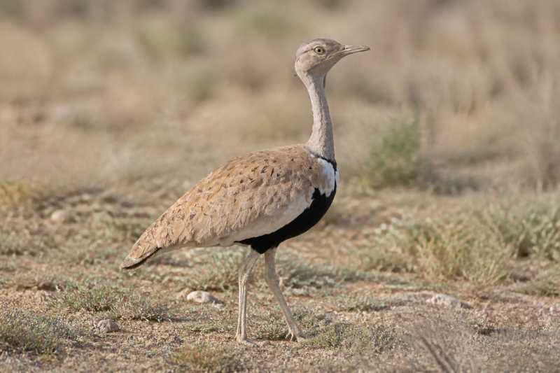 Image of a Savile's Bustard in its natural habitat