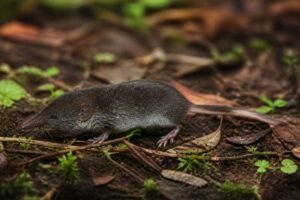 Image of a Schaller's Mouse Shrew in its natural habitat