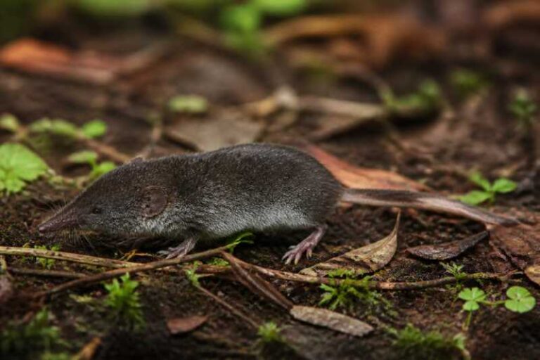 Image of a Schaller's Mouse Shrew in its natural habitat