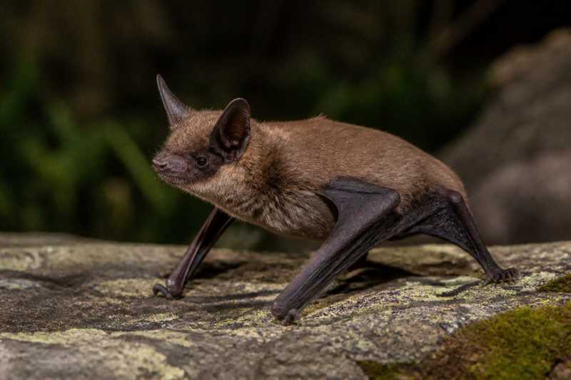 Image of a Schlieffen's Serotine in its natural habitat