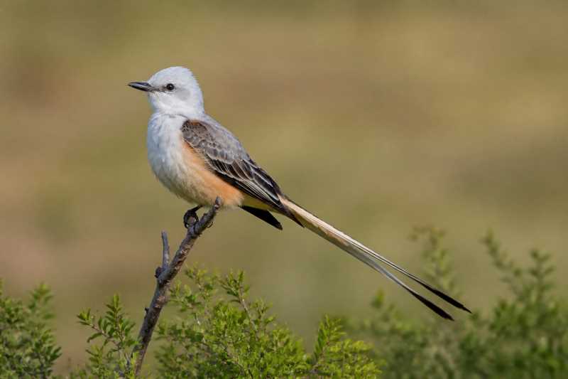 Image of a Scissor-tailed Flycatcher in its natural habitat