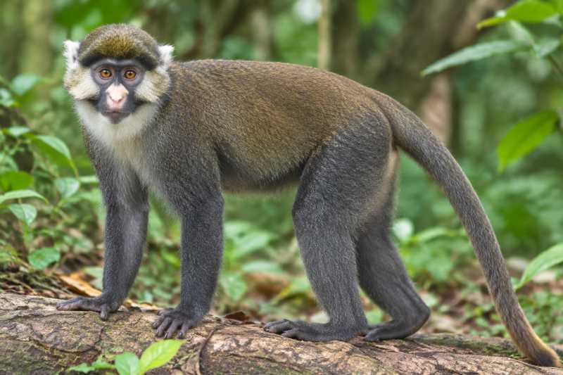Image of a Sclater's Monkey in its natural habitat