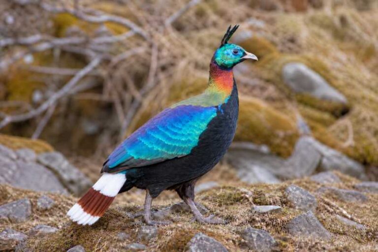 Image of a Sclater's Monal in its natural habitat