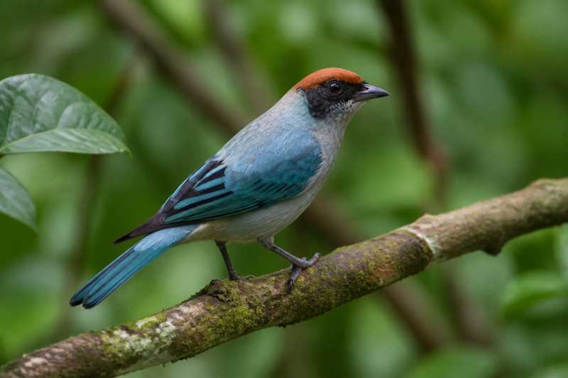Image of a Scrub Tanager in its natural habitat