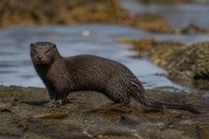 Image of a Sea Mink in its natural habitat