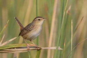 Image of a Sedge Wren in its natural habitat