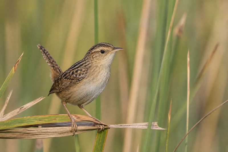 Image of a Sedge Wren in its natural habitat