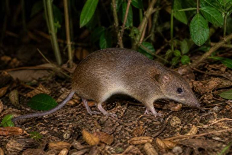 Image of a Seram Bandicoot in its natural habitat