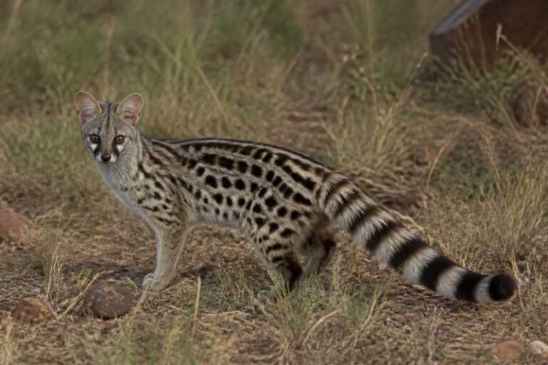 Image of a Servaline Genet in its natural habitat