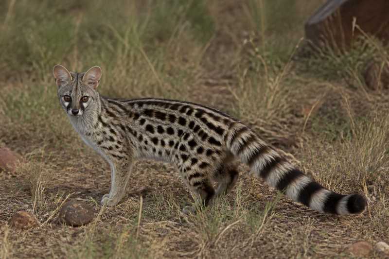 Image of a Servaline Genet in its natural habitat