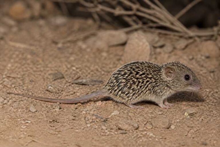 Image of a Seurat's Spiny Mouse in its natural habitat