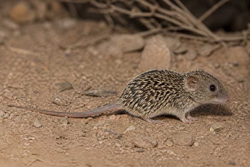 Image of a Seurat's Spiny Mouse in its natural habitat