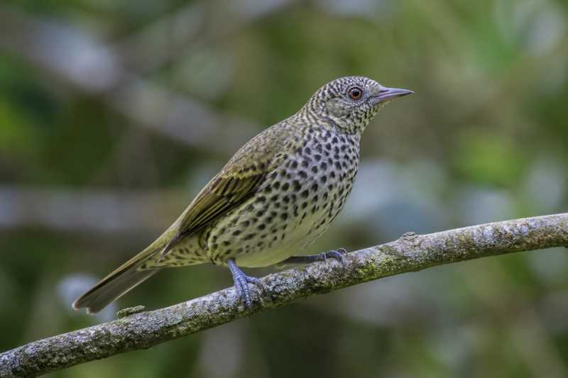 Image of a Sharpbill in its natural habitat