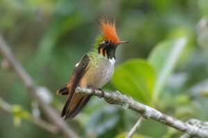 Image of a Short-crested Coquette in its natural habitat