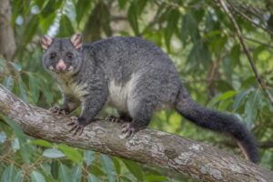 Image of a Short-eared Brush-tailed Possum in its natural habitat