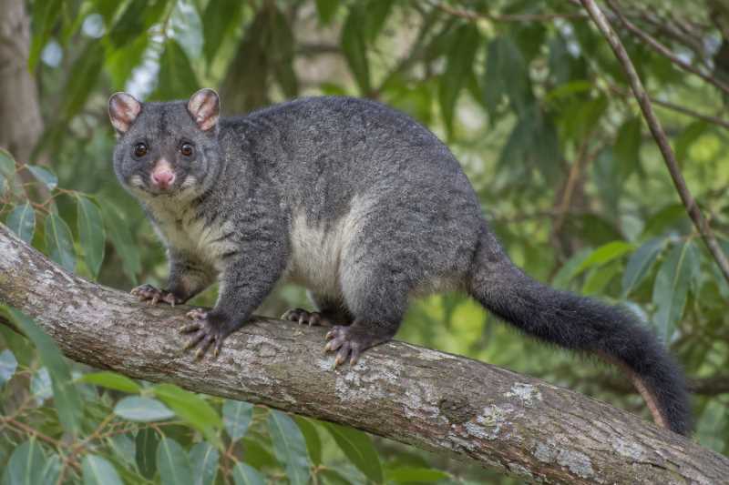 Image of a Short-eared Brush-tailed Possum in its natural habitat