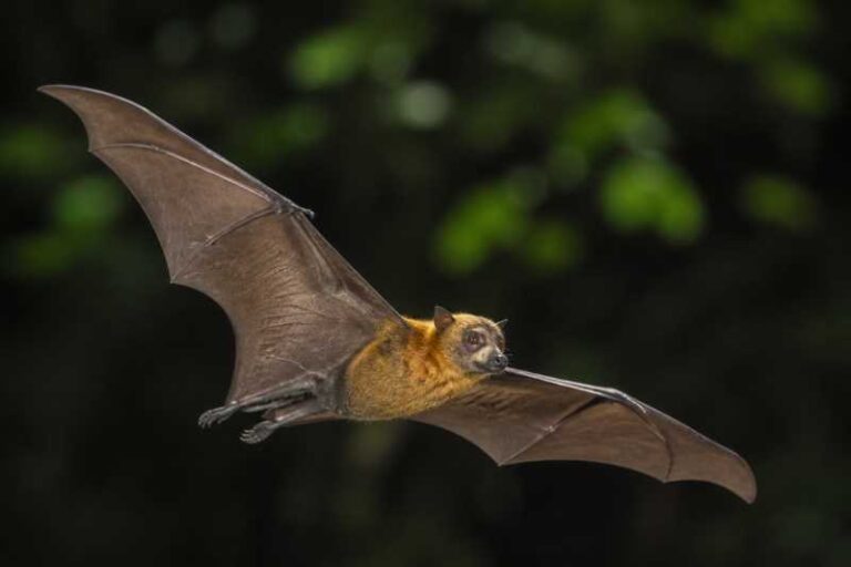 Image of a Short-palated Fruit Bat in its natural habitat
