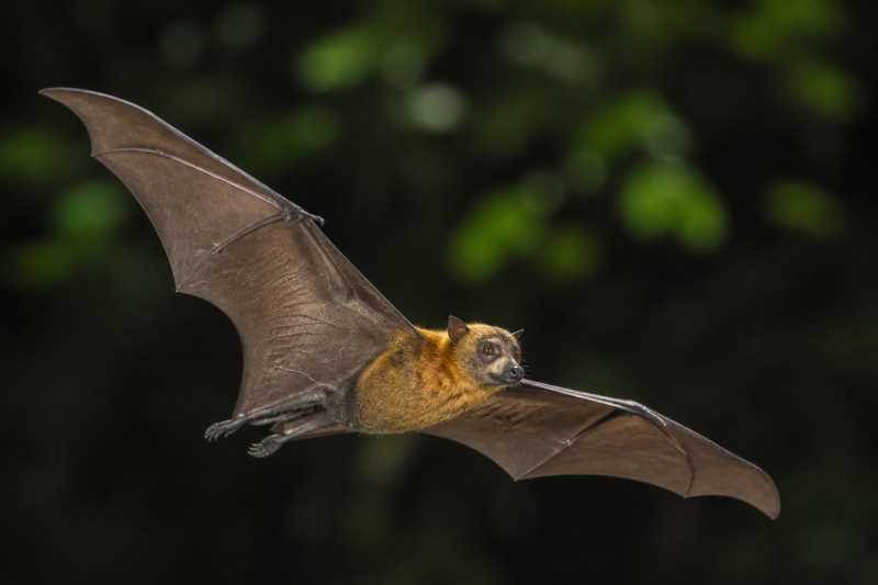 Image of a Short-palated Fruit Bat in its natural habitat