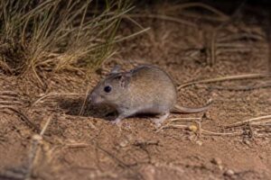 Image of a Short-tailed Hopping Mouse in its natural habitat