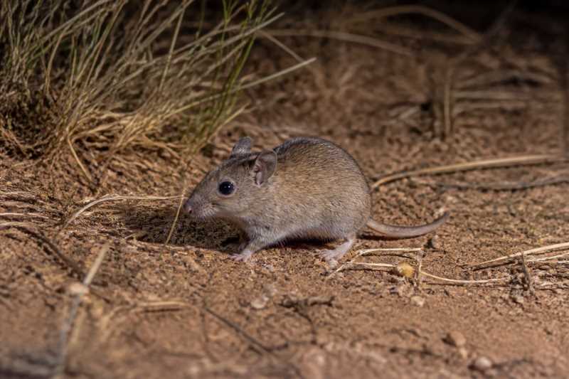 Image of a Short-tailed Hopping Mouse in its natural habitat