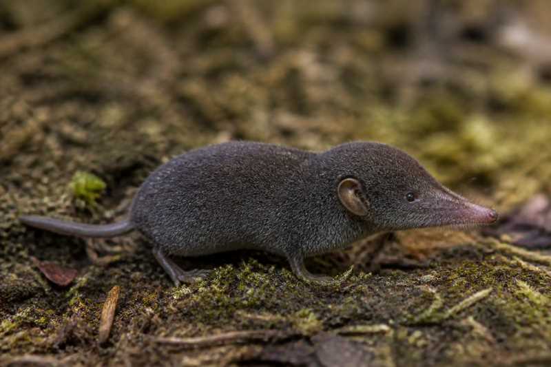 Image of a Short-tailed Shrew Tenrec in its natural habitat