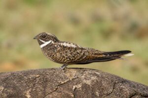 Image of a Short-tailed Nighthawk in its natural habitat