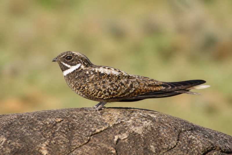 Image of a Short-tailed Nighthawk in its natural habitat