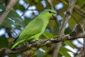 Image of a Short-tailed Parrot in its natural habitat