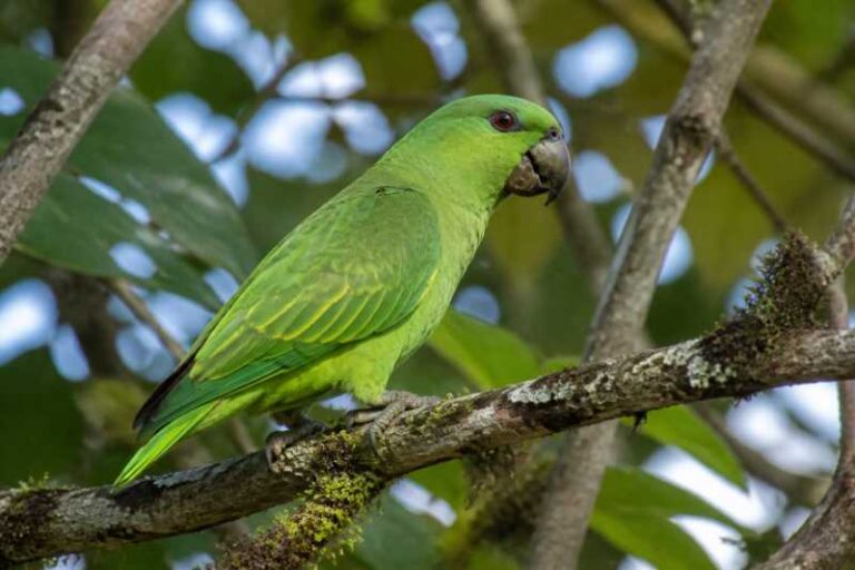 Image of a Short-tailed Parrot in its natural habitat