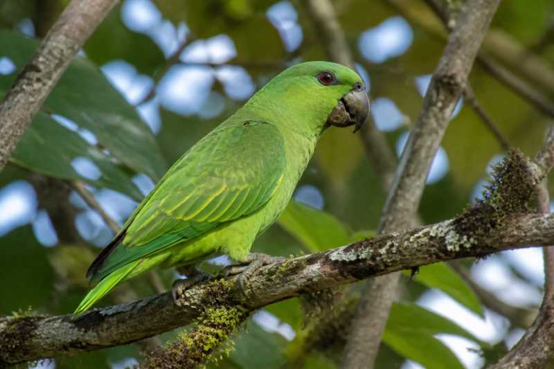 Image of a Short-tailed Parrot in its natural habitat