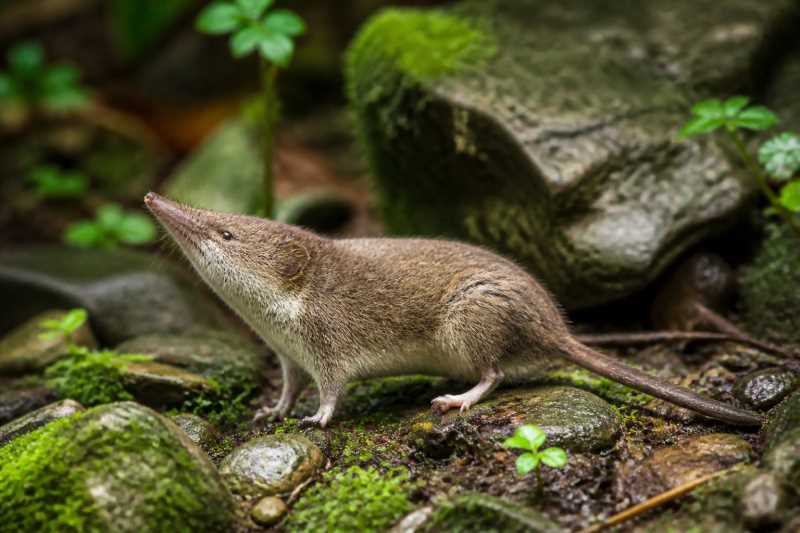Image of a Shrew Gymnure in its natural habitat
