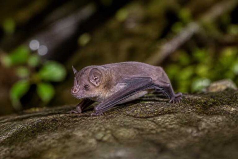 Image of a Shuipu Tube-nosed Bat in its natural habitat
