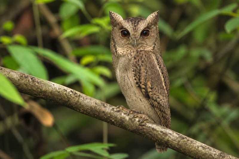 Image of a Siau Scops Owl in its natural habitat