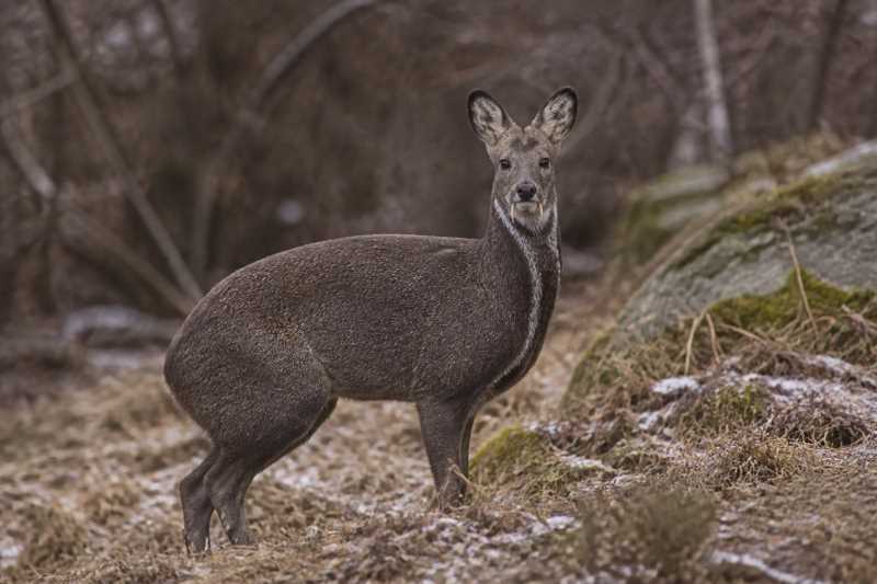 Image of a Siberian Musk-deer in its natural habitat