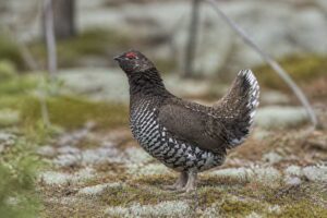 Image of a Siberian Grouse in its natural habitat