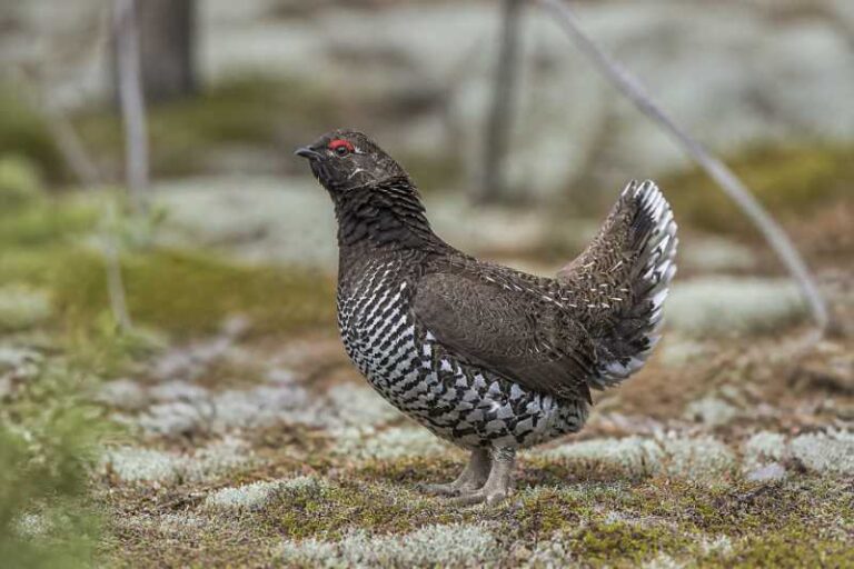 Image of a Siberian Grouse in its natural habitat