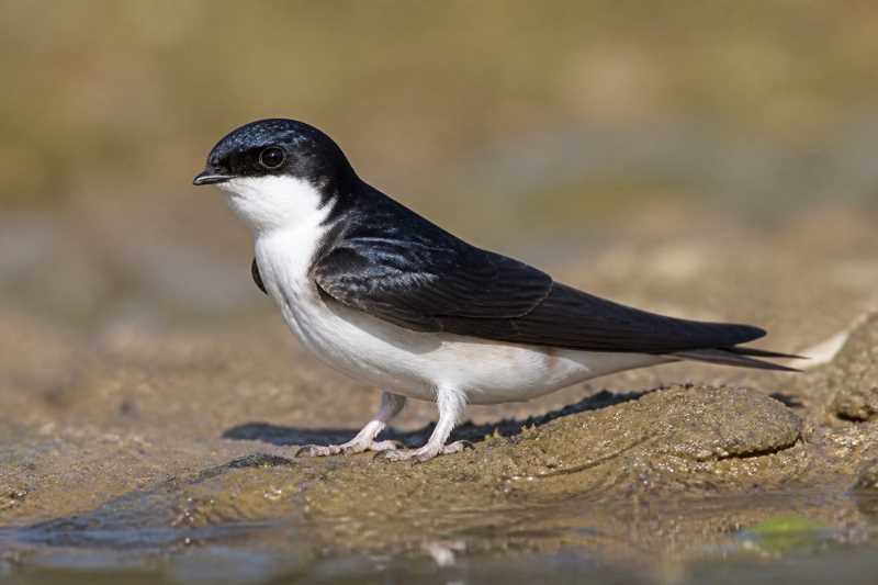 Image of a Siberian House Martin in its natural habitat