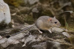Image of a Sichuan Jumping Mouse in its natural habitat